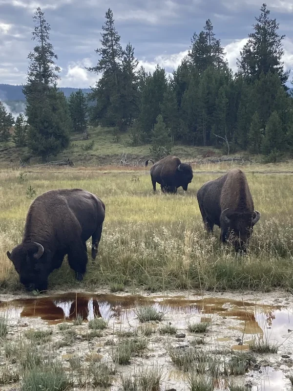 Yellowstone National Park