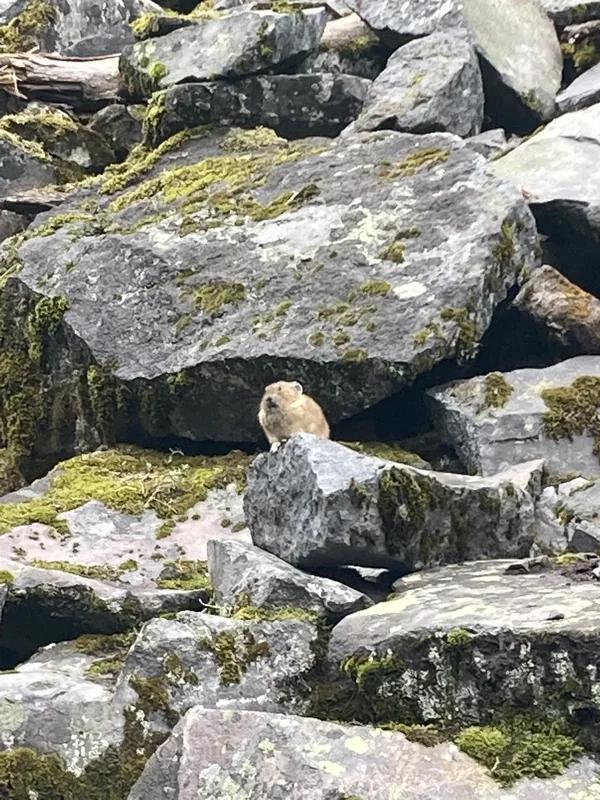 Mount Rainier Side Hike