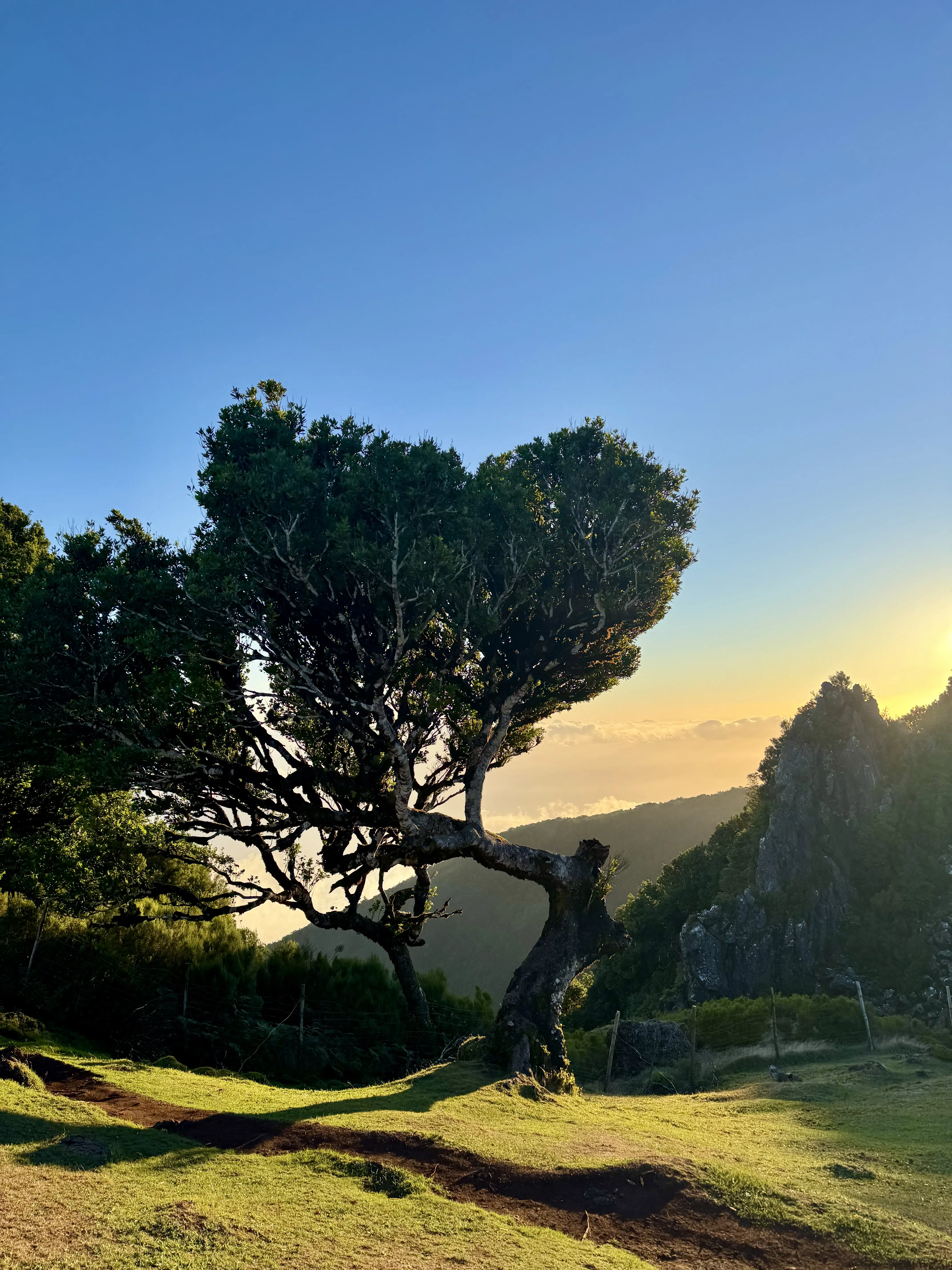 Fanal Forest
