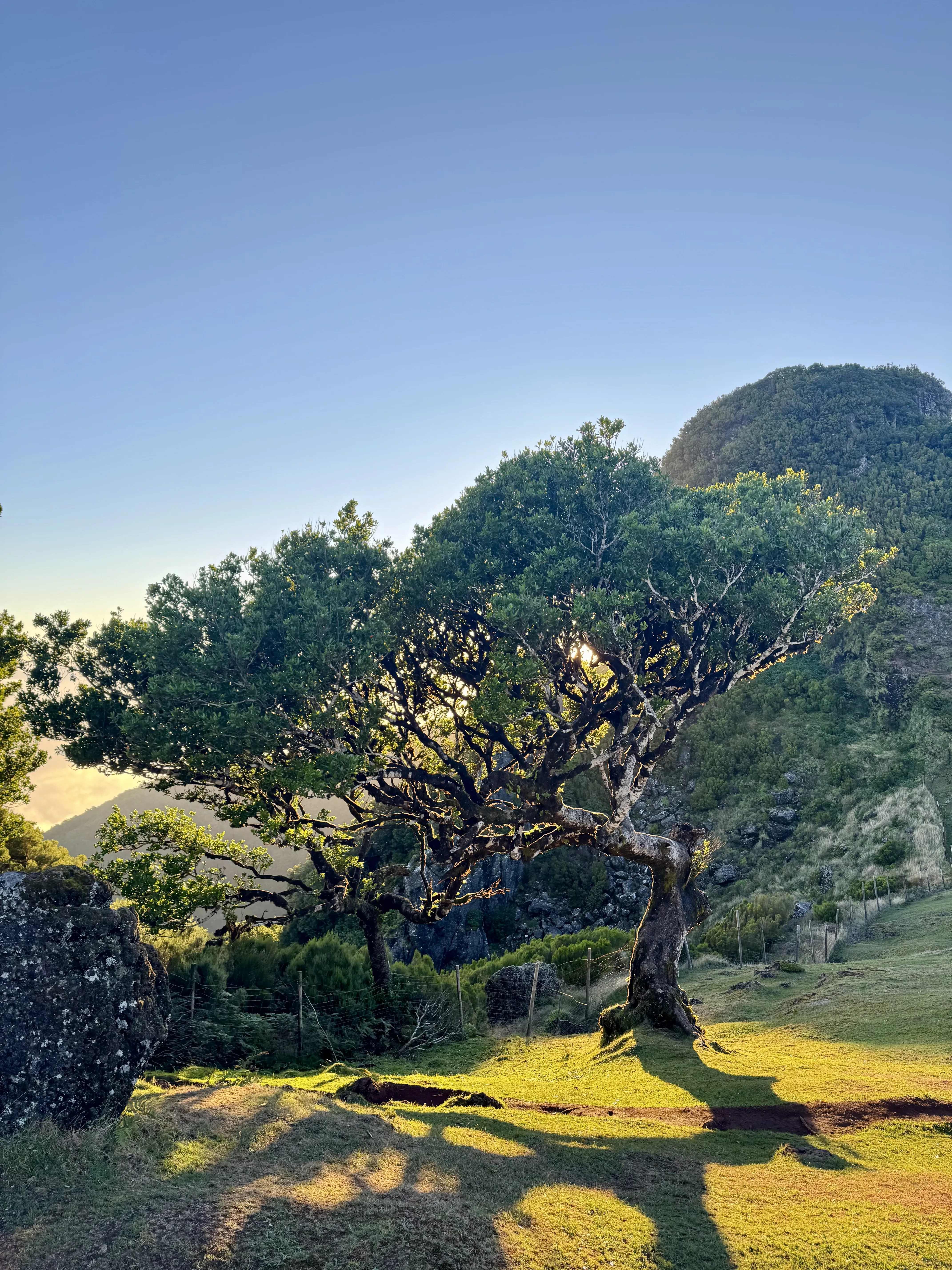 Fanal Forest