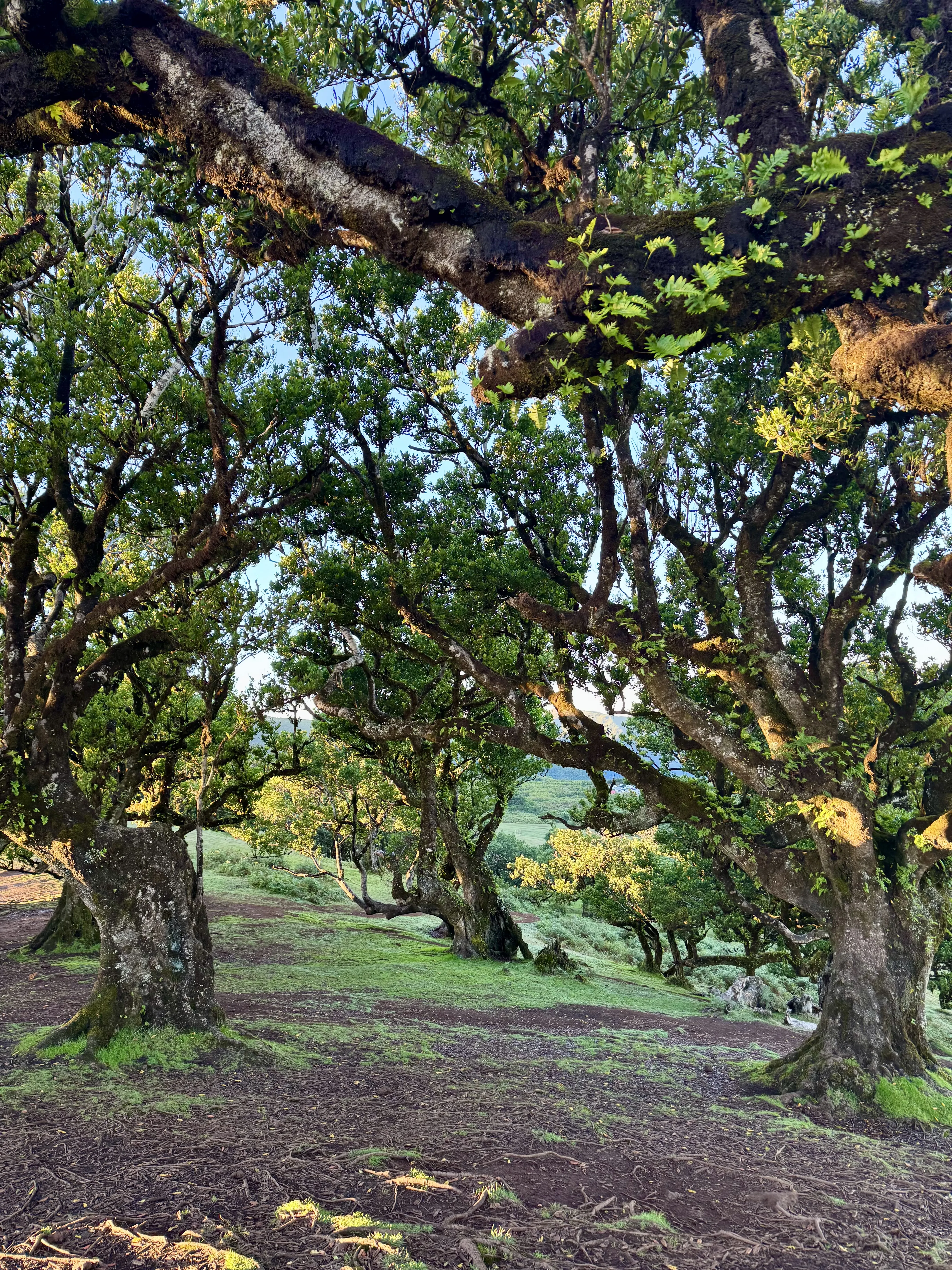 Fanal Forest