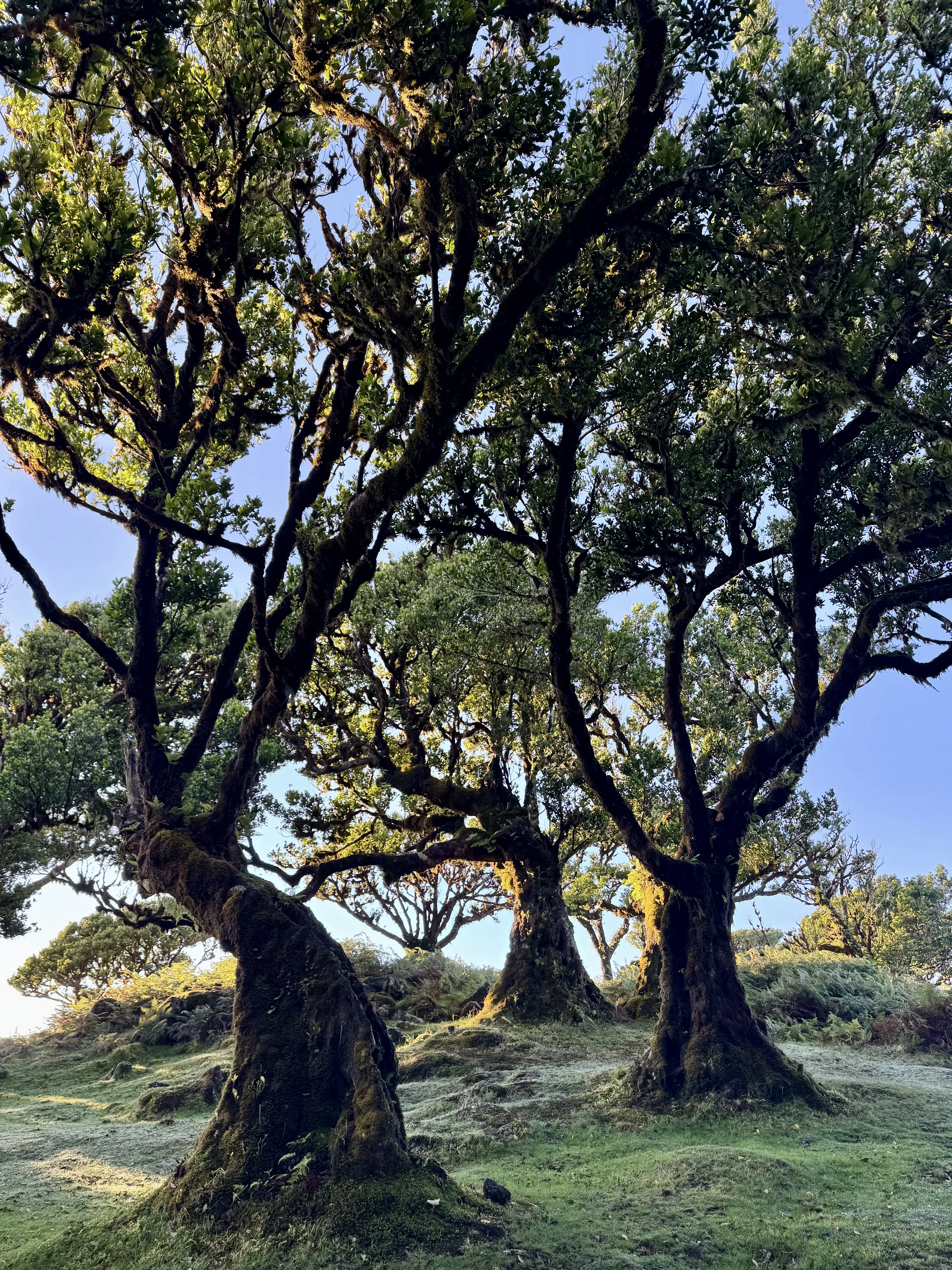 Fanal Forest