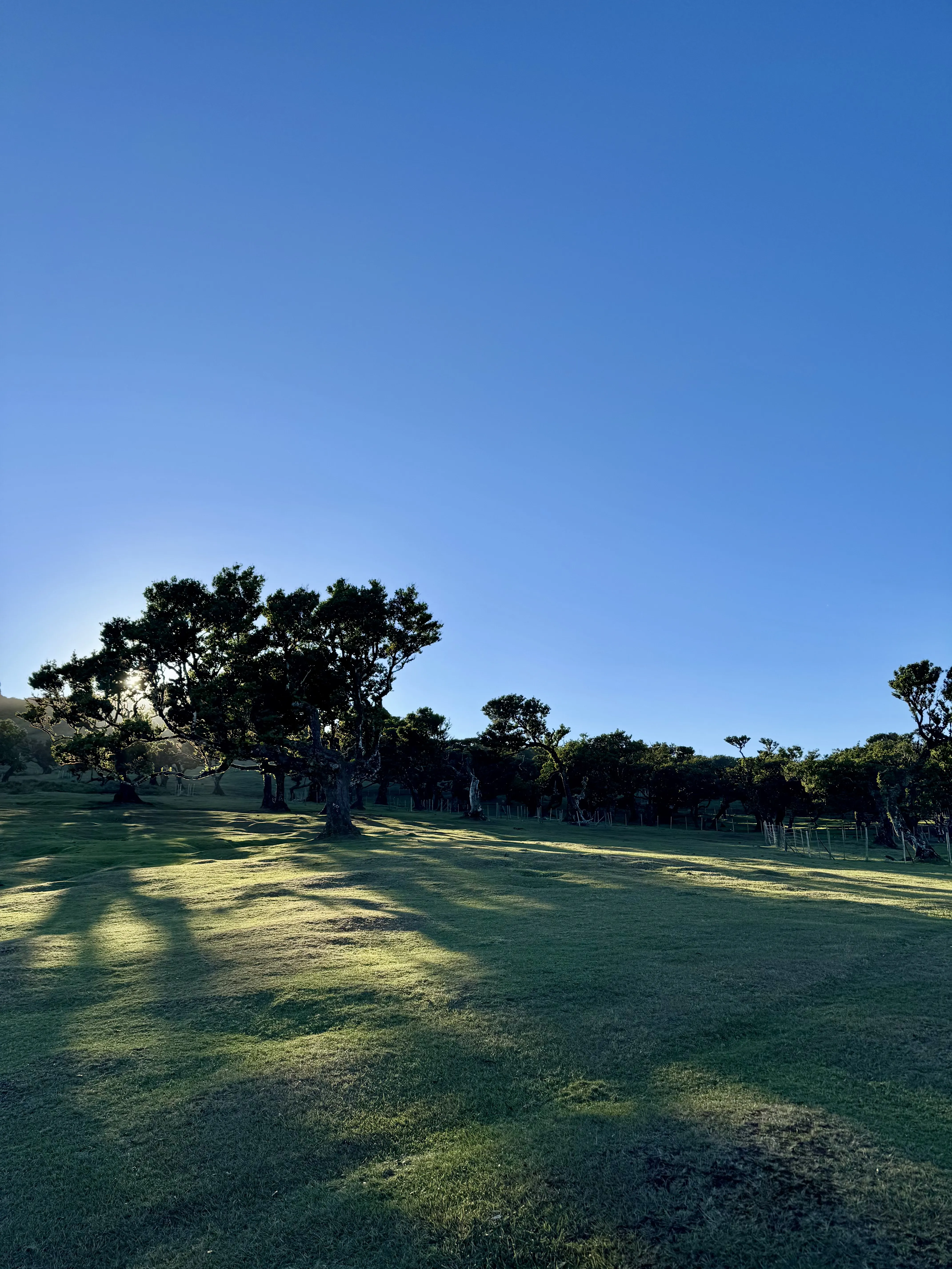 Fanal Forest